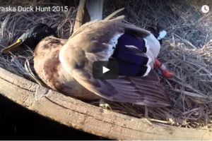 VIDEO: Nebraska Duck Hunt 2015