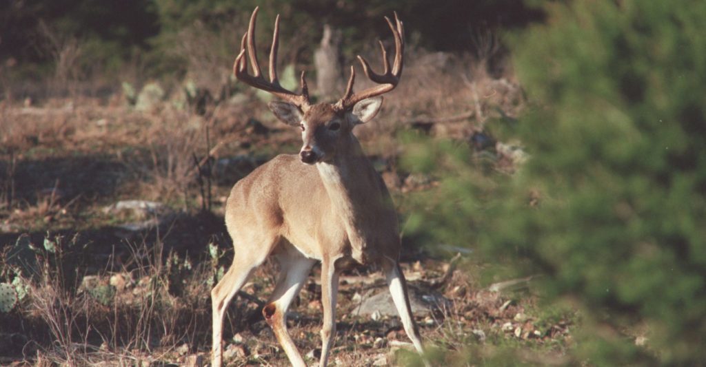 Texas whitetail