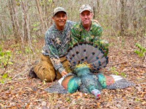 Ocellated Wild Turkey