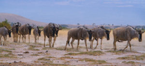 Blue Wildebeest