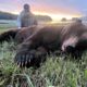 Big Brown Bears in Alaska!  Check out the photos!